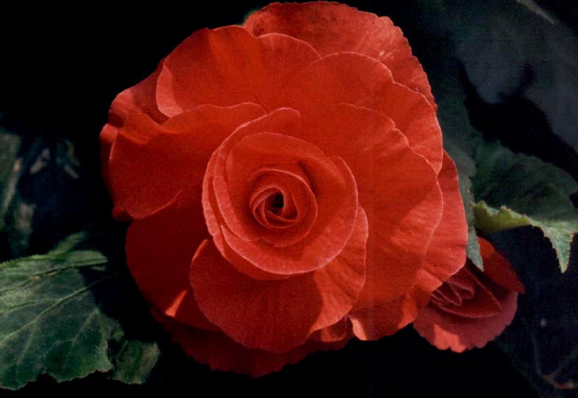 B. ‘Strawberry Fair’